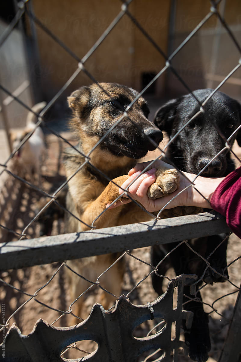 Dog behind fence longing to human hand in asylum