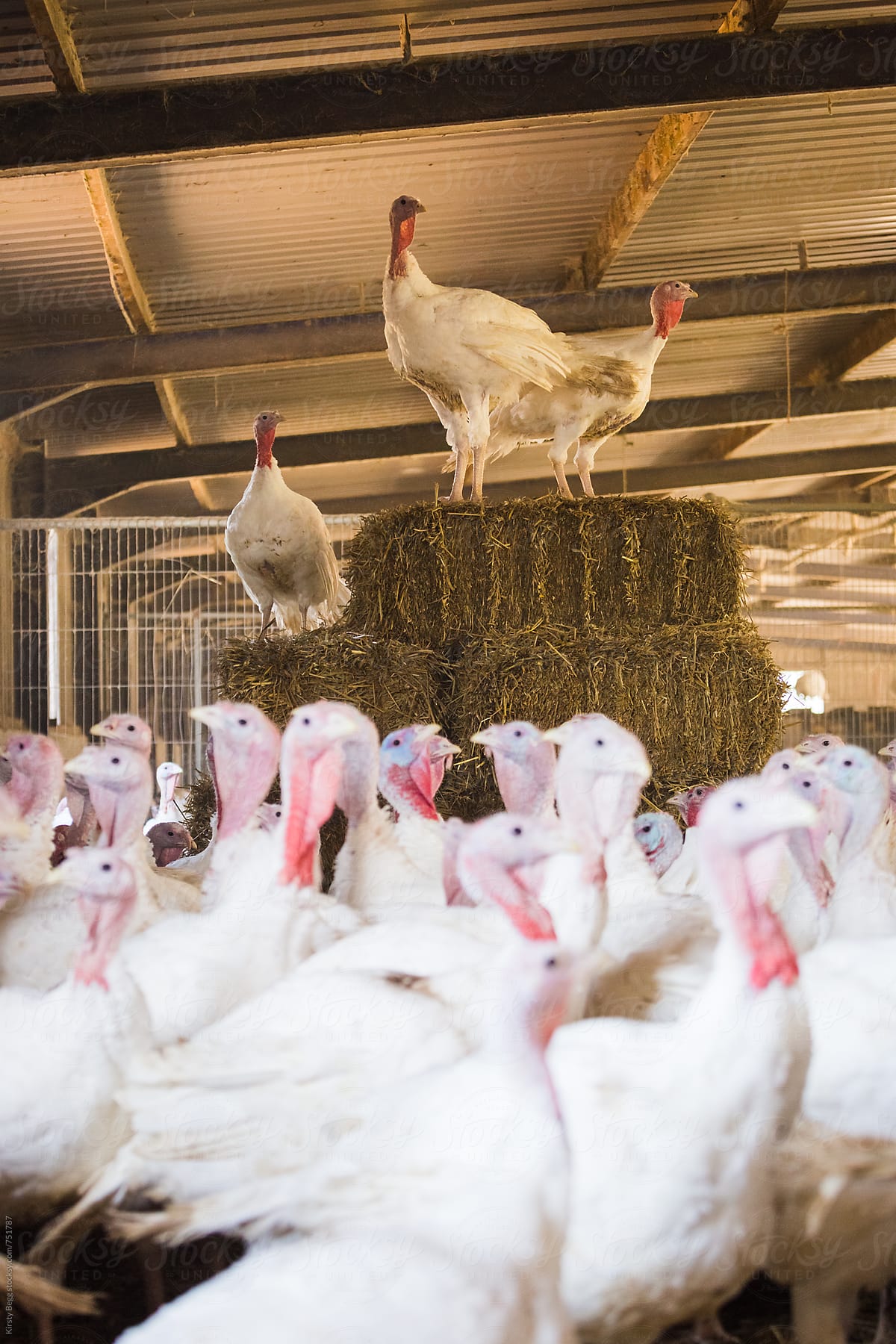 Turkeys on hay bales in barn