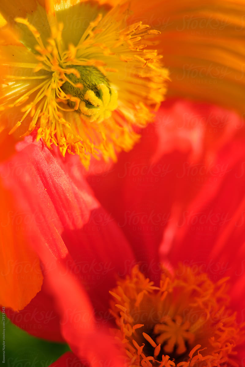 CLose up of of vibrant petals with art lens