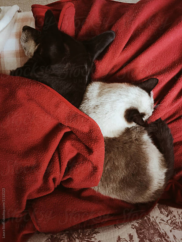 Overhead sight of cat and dog sleeping together under red blanket on couch