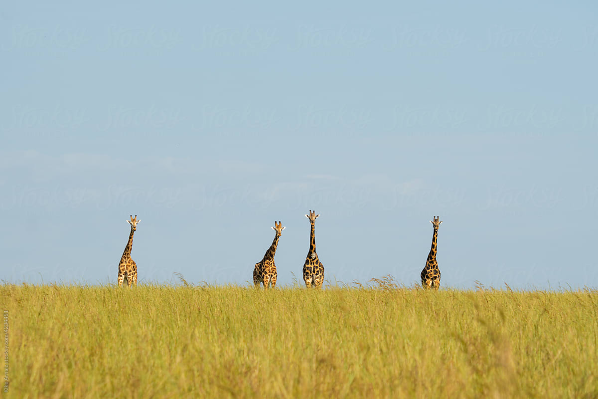 Giraffes grazing in savanna