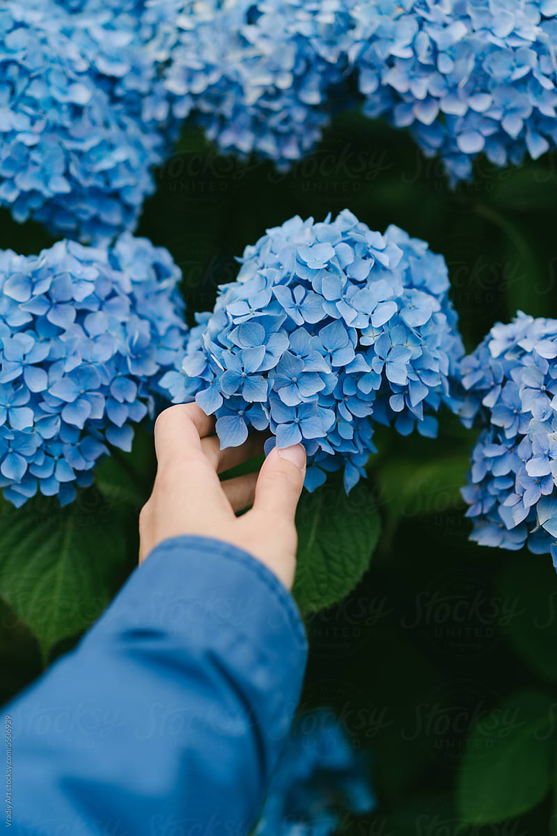 Touching blue flowers with green leaves