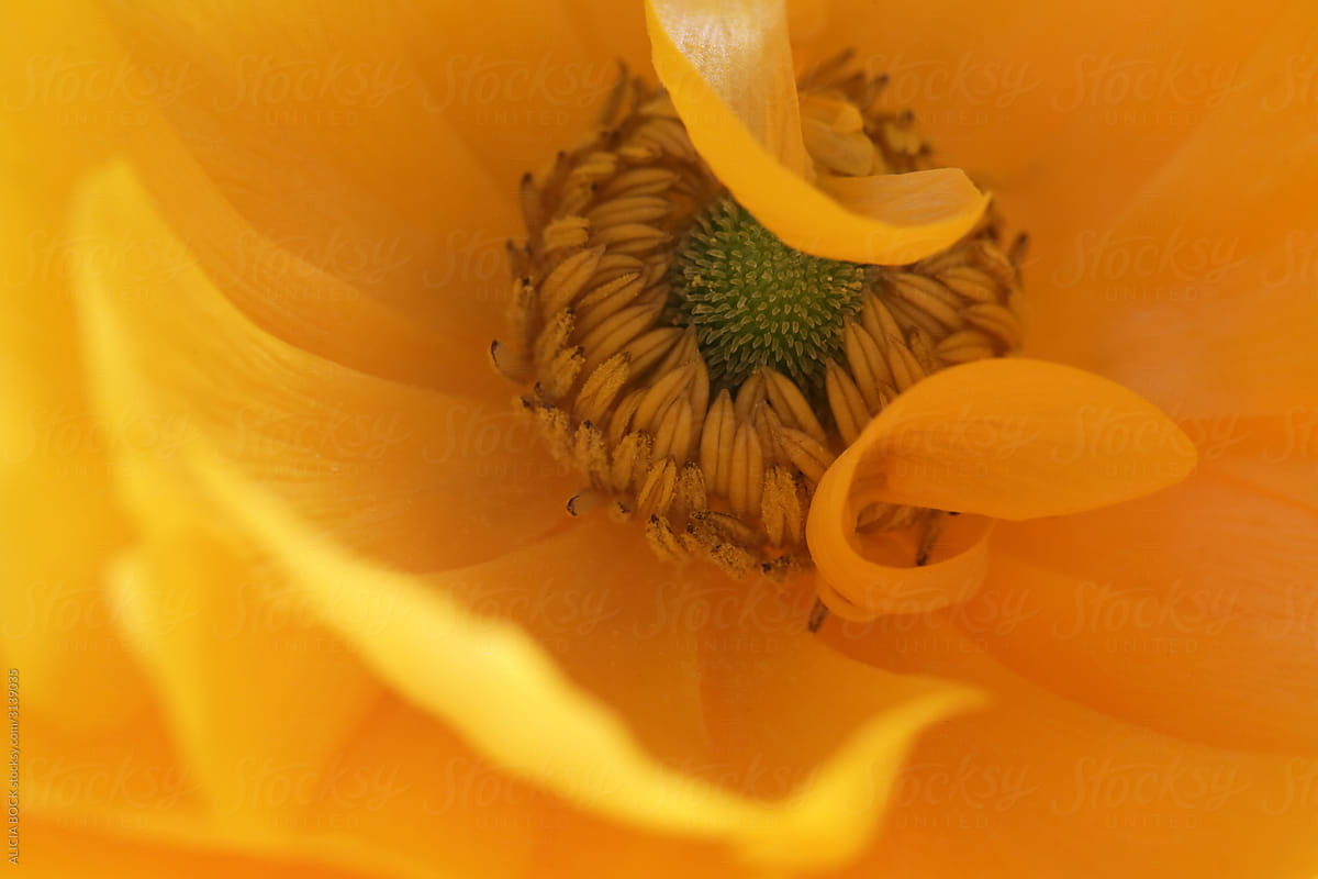 Close Up Of A Vibrant Yellow Ranunculus Flower
