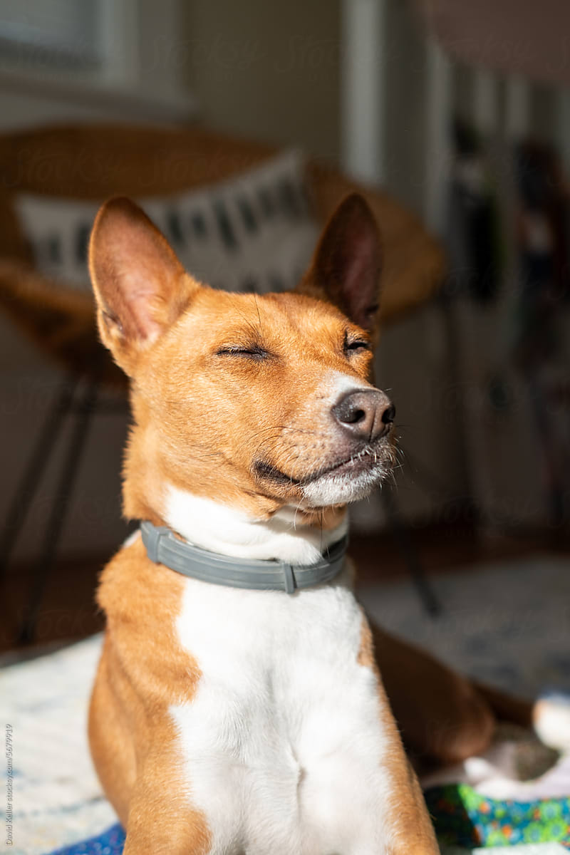 Dog with eyes closed in sun spot