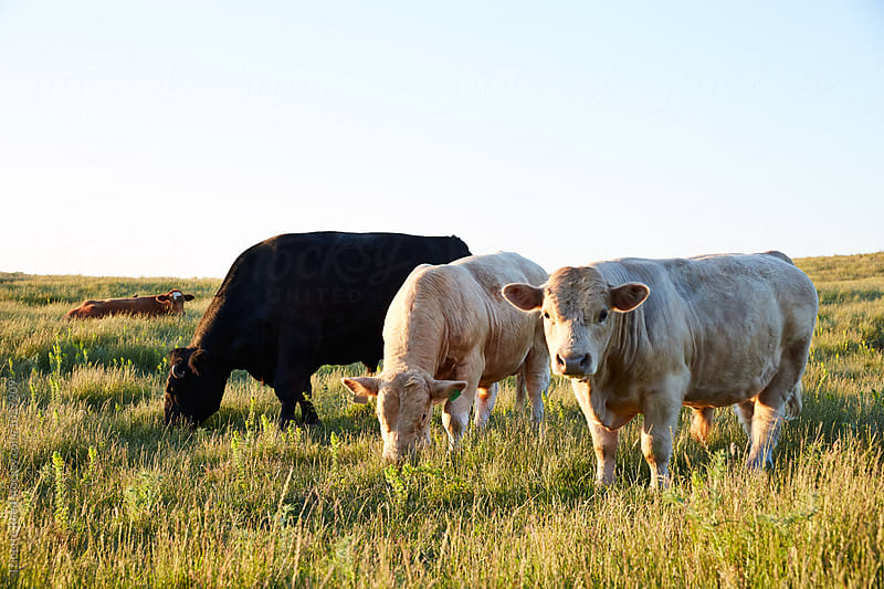 Cows grazing in a field in Napa Valley, California