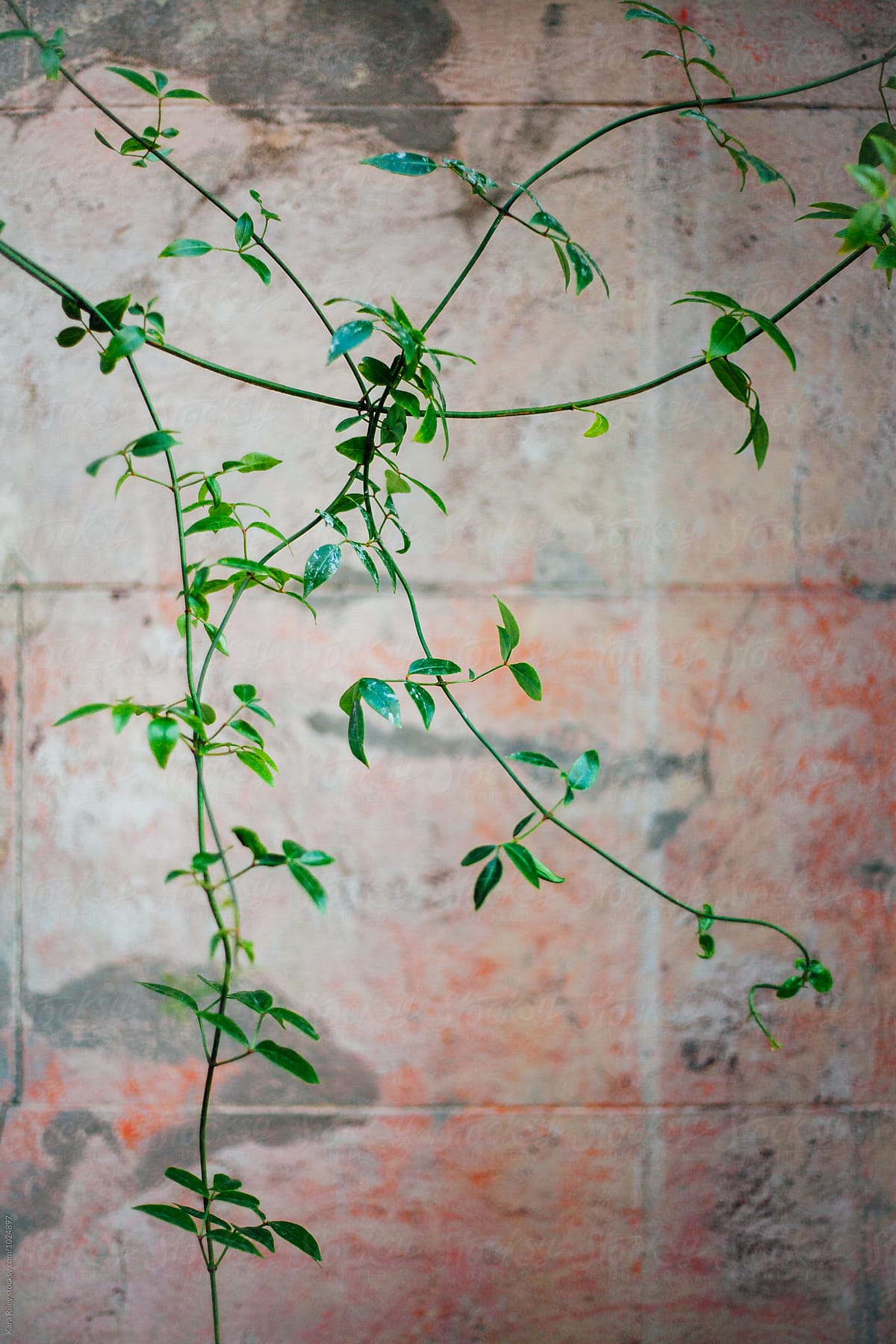 Green Vine growing in front of pink wall