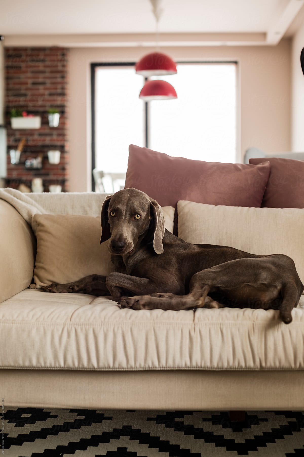 Dog lying on sofa in contemporary interior