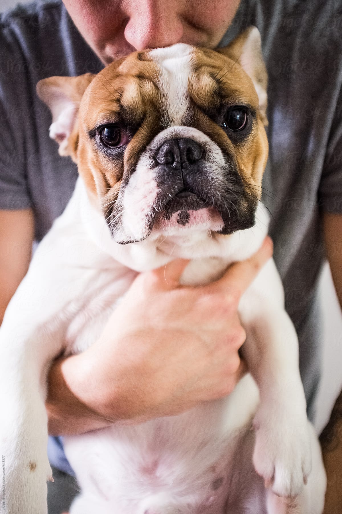 A French Bulldog puppy looking at the camera being held by a man
