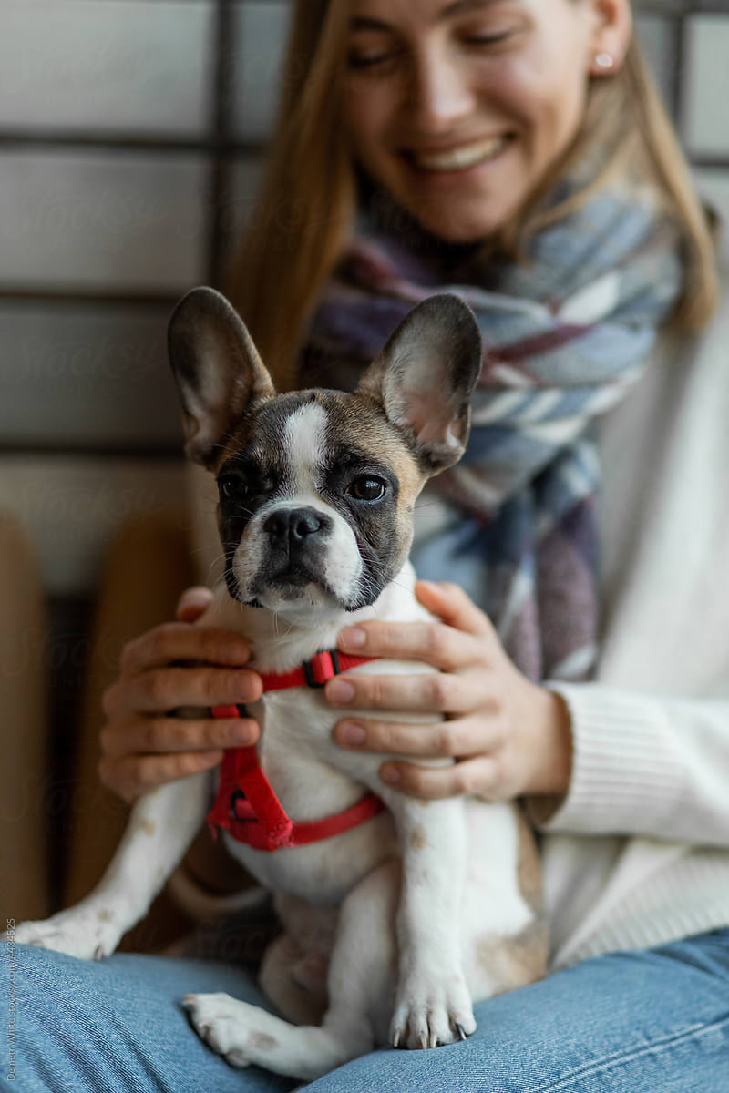 Little french bulldog with owner