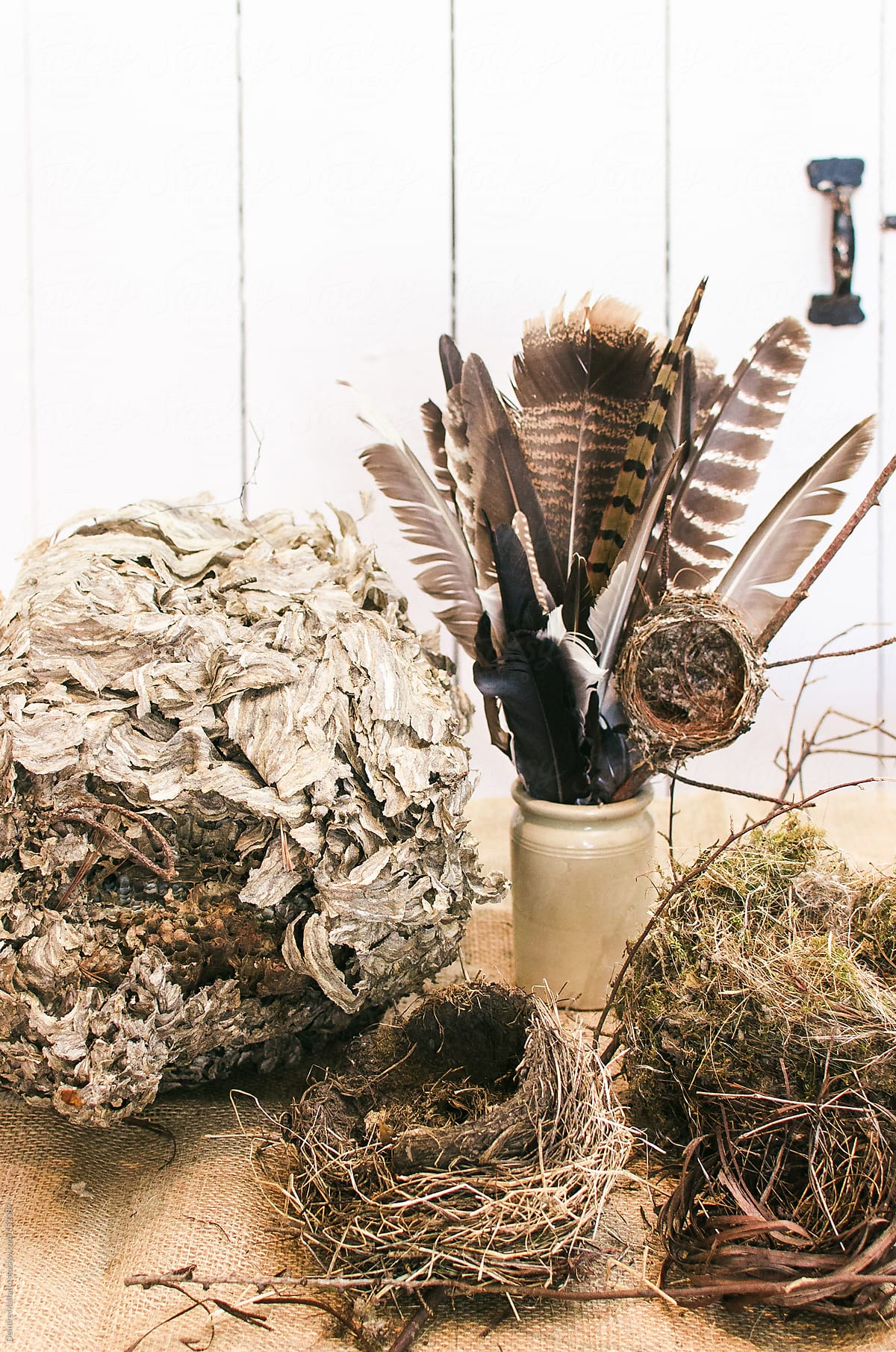 a collection of natural artifacts including nests and feathers