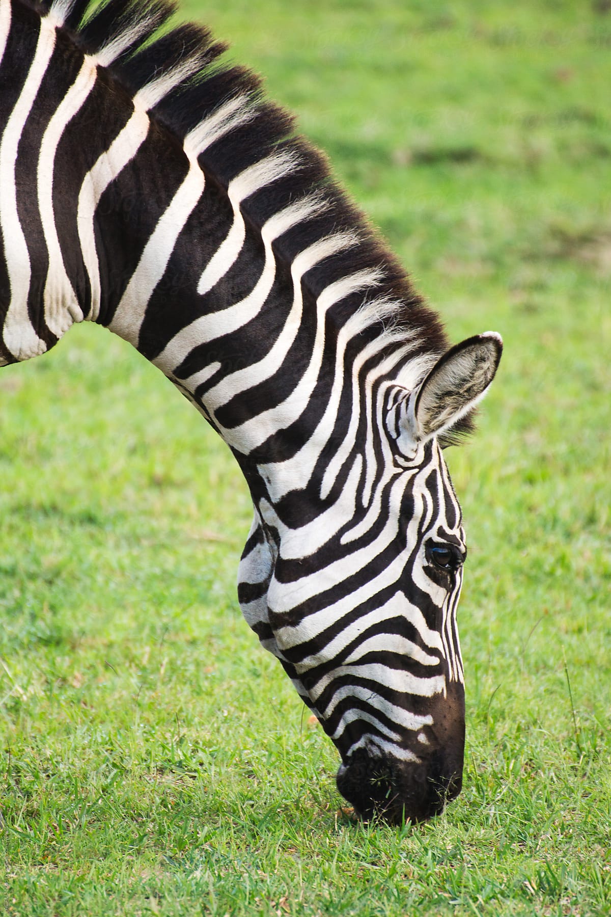 Zebra eating