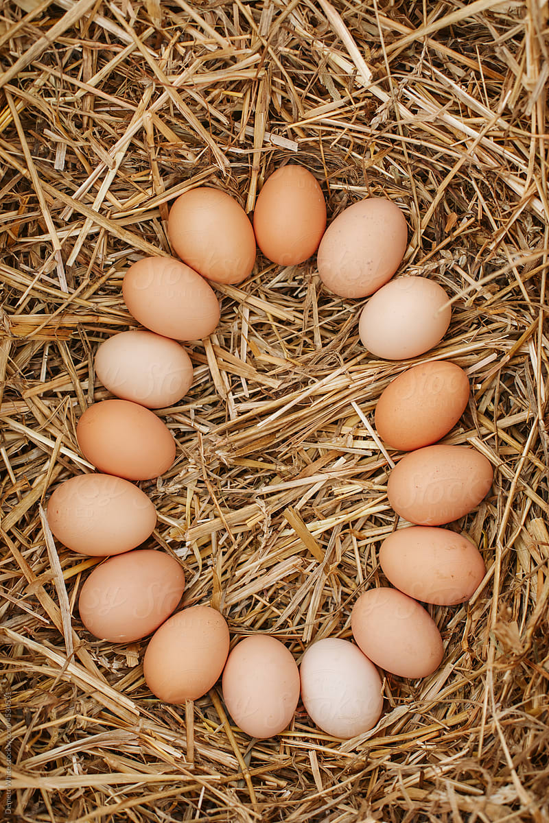 Creative photo of eggs on hay