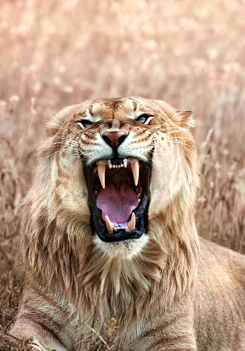 Angry Liger Closeup Showing its Teeth by Brandon Alms - Liger, Animal