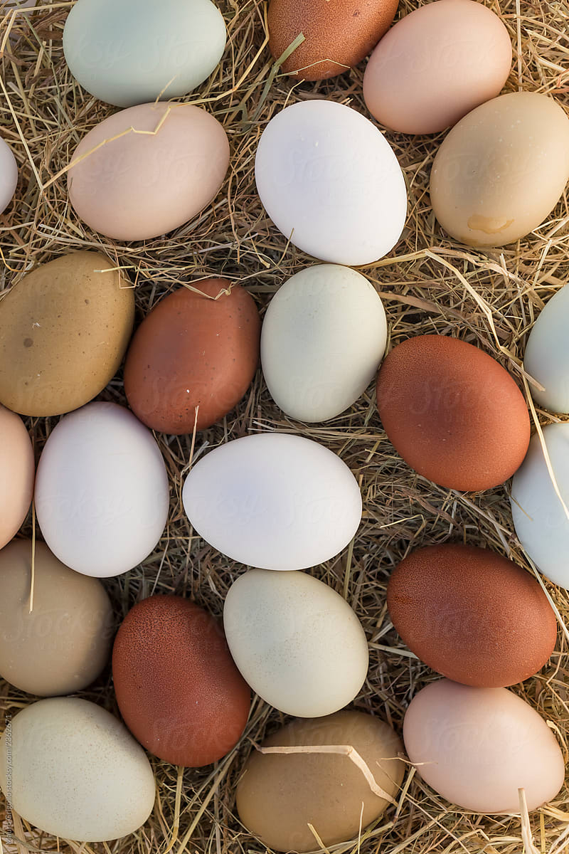 Colorful eggs in the chicken coop