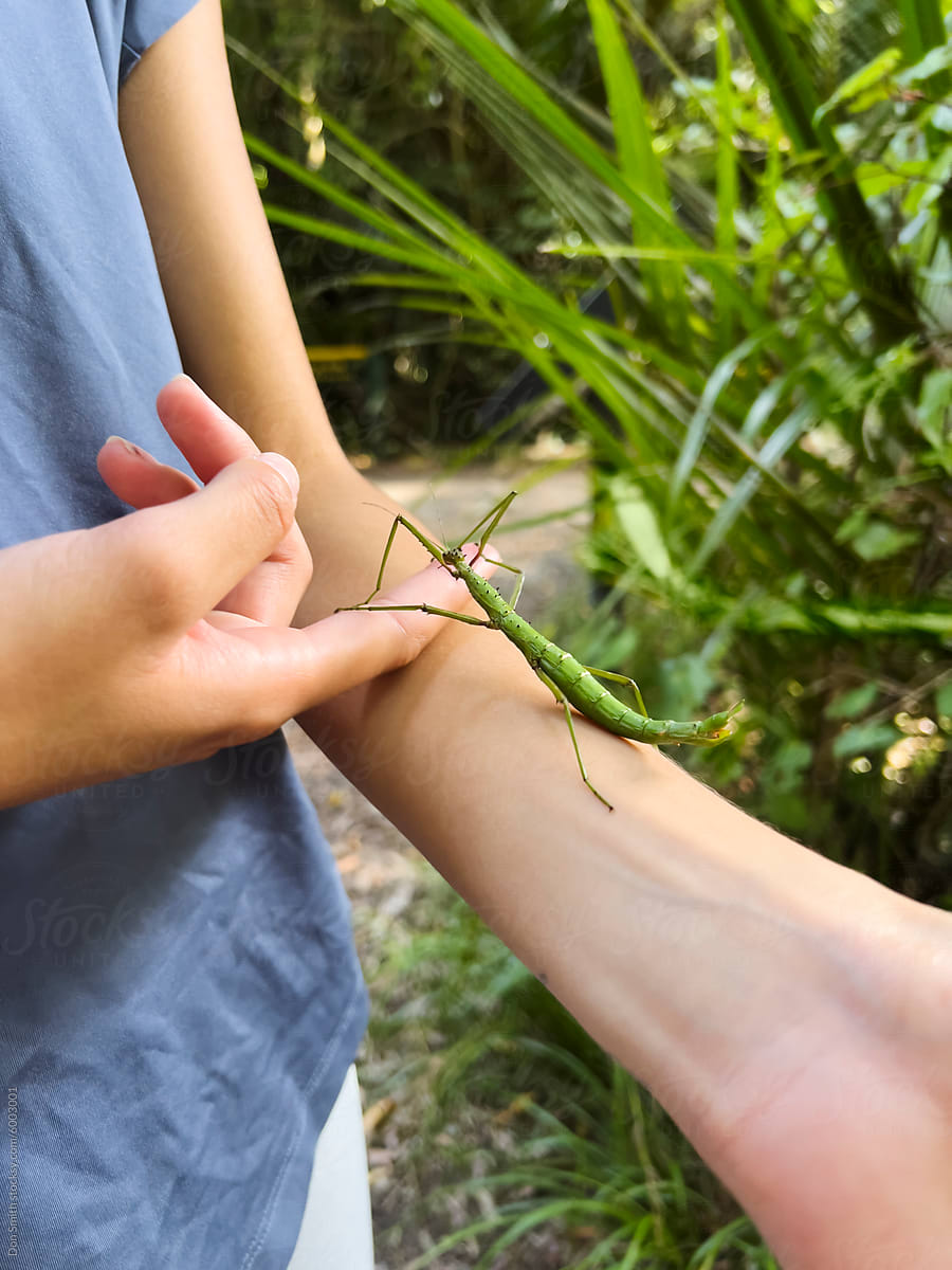 Large stick insect