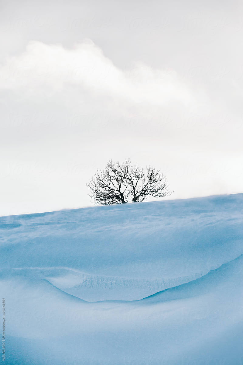 Lonely Tree in Winter Landspace