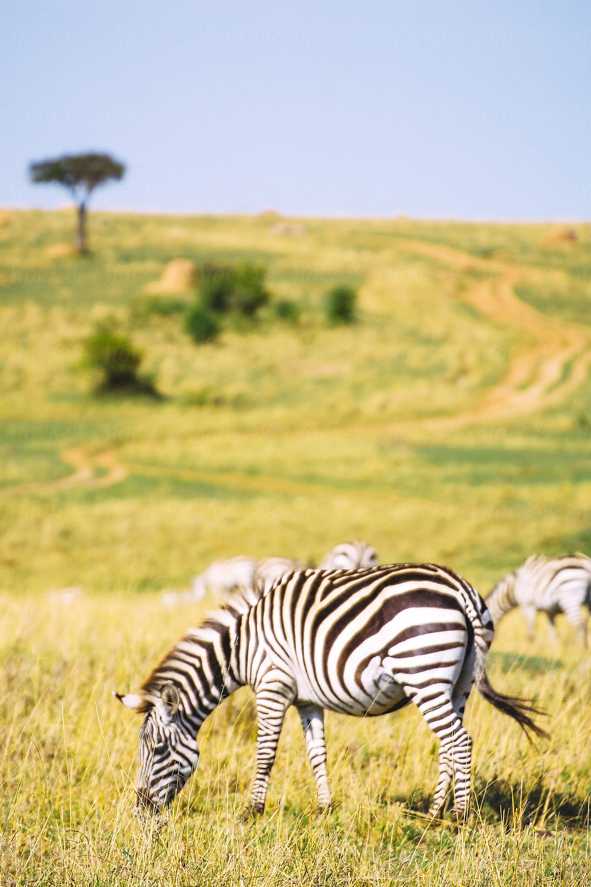 Group of zebras