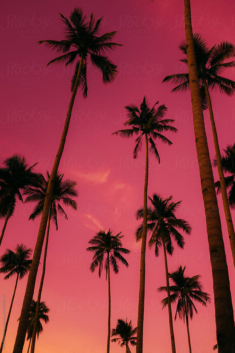 Palm Tree at dusk