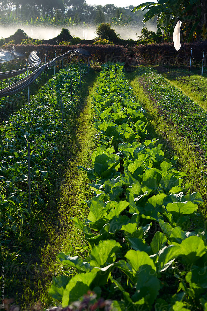 Closeup vegetables grown in the field