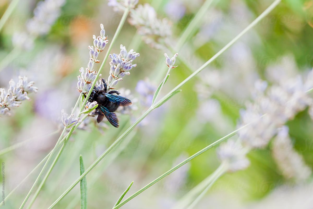 Blue carpenter bee perching on lavender stalks in italian garden