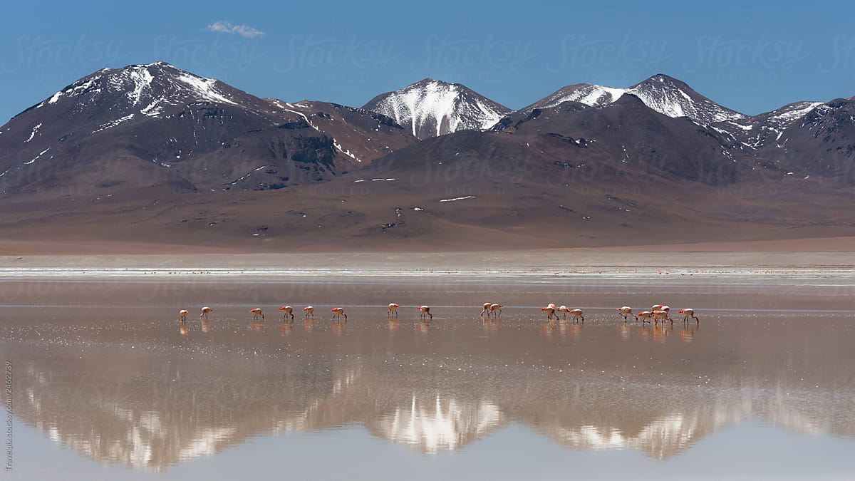 Line of Flamingos reflecting in the still waters high in the Bolivian Andes