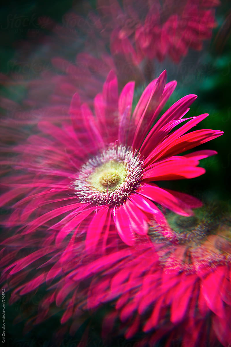 Pink gerbera daisy