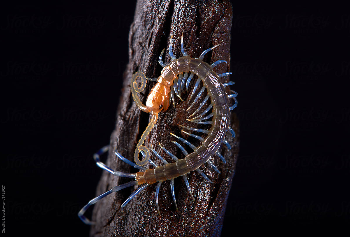 The microscopic insect world under the lens, centipede
