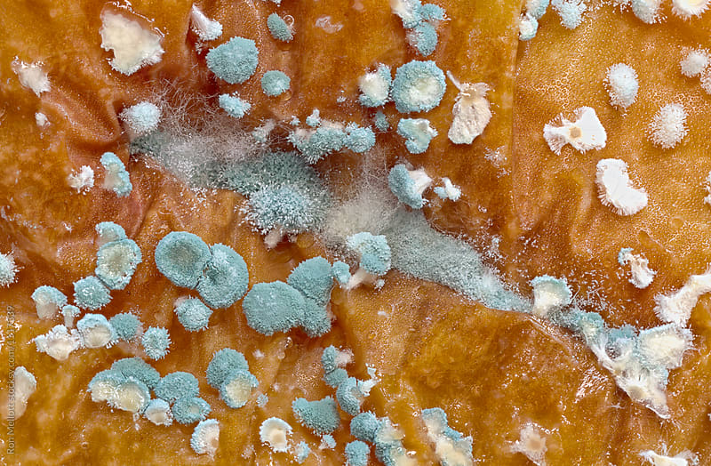 Closeup of bacterial or fungal rot on the exterior an apple (Malus pumila)