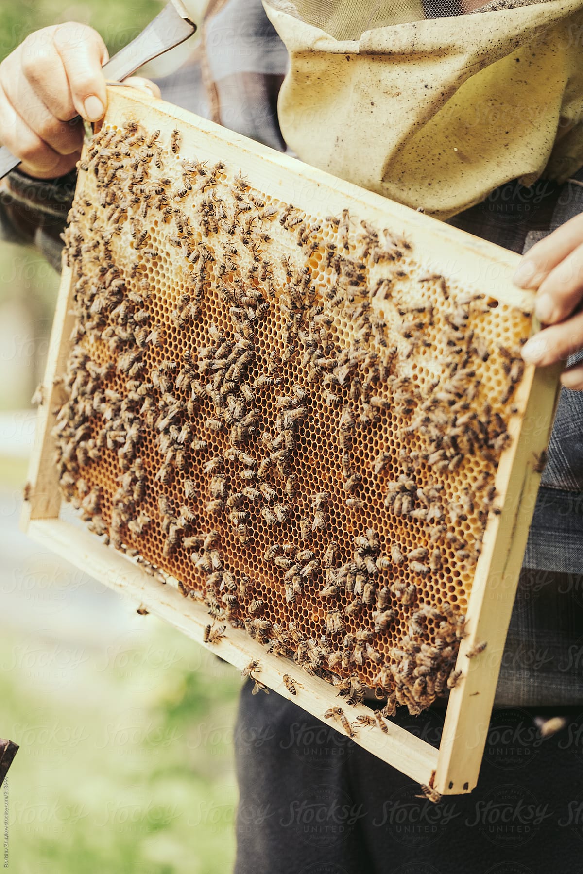 Senior Beekeeper Showing His Bees Honeycombs