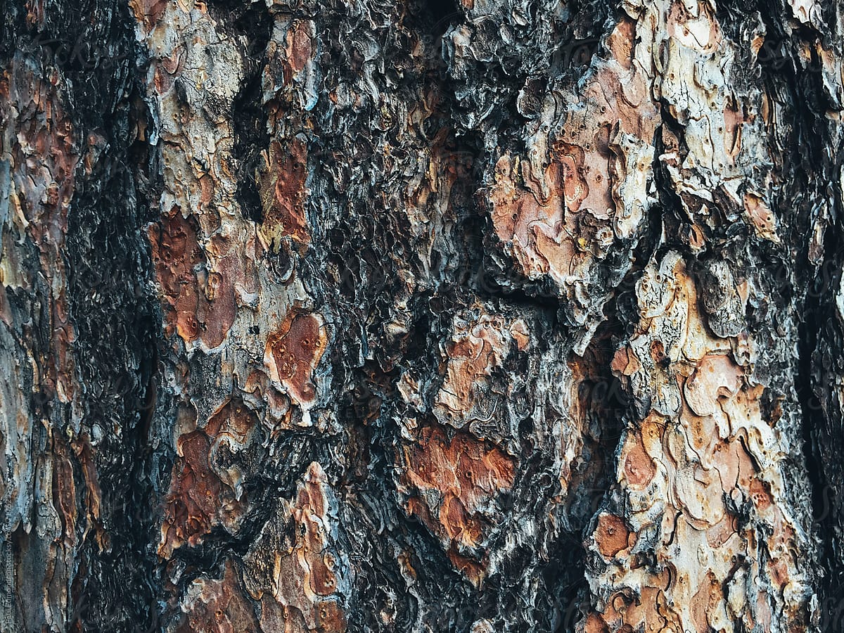 Ponderosa Pine Bark That Looks Like Puzzle Pieces, Brown And Gray  Photograph by Cavan Images - Pixels