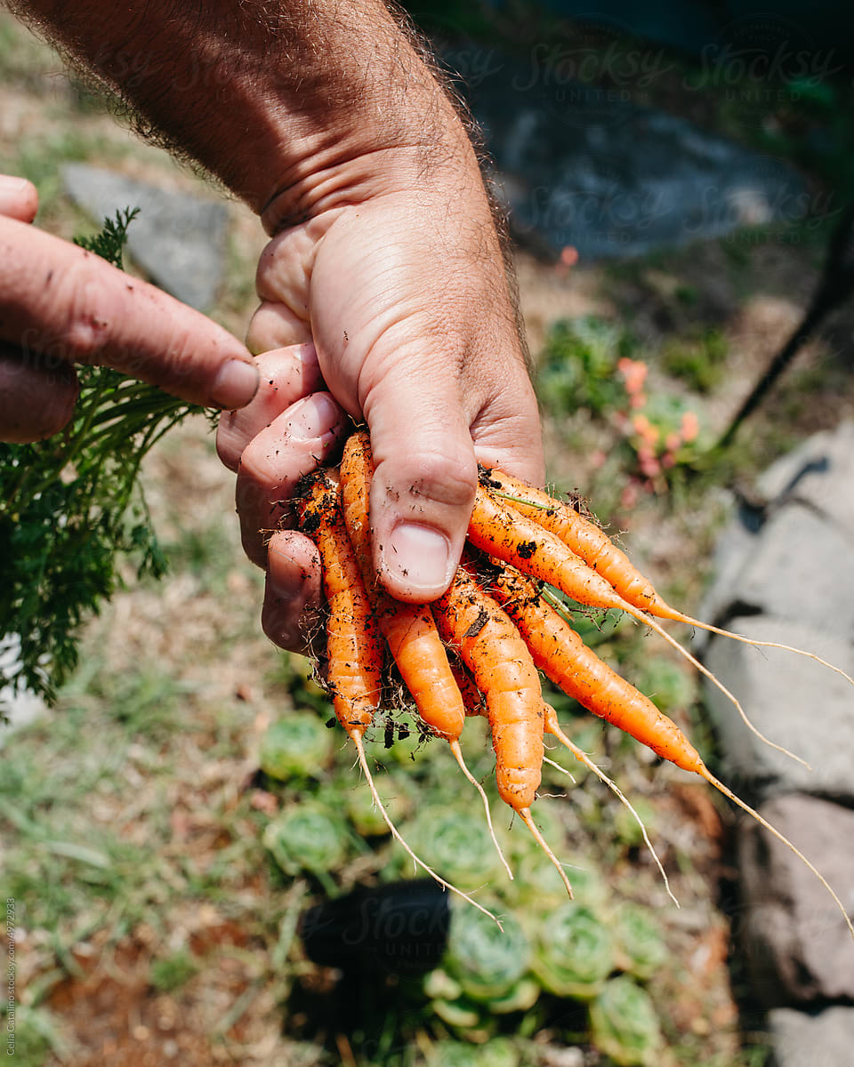Hand Holding Carrots in Garden