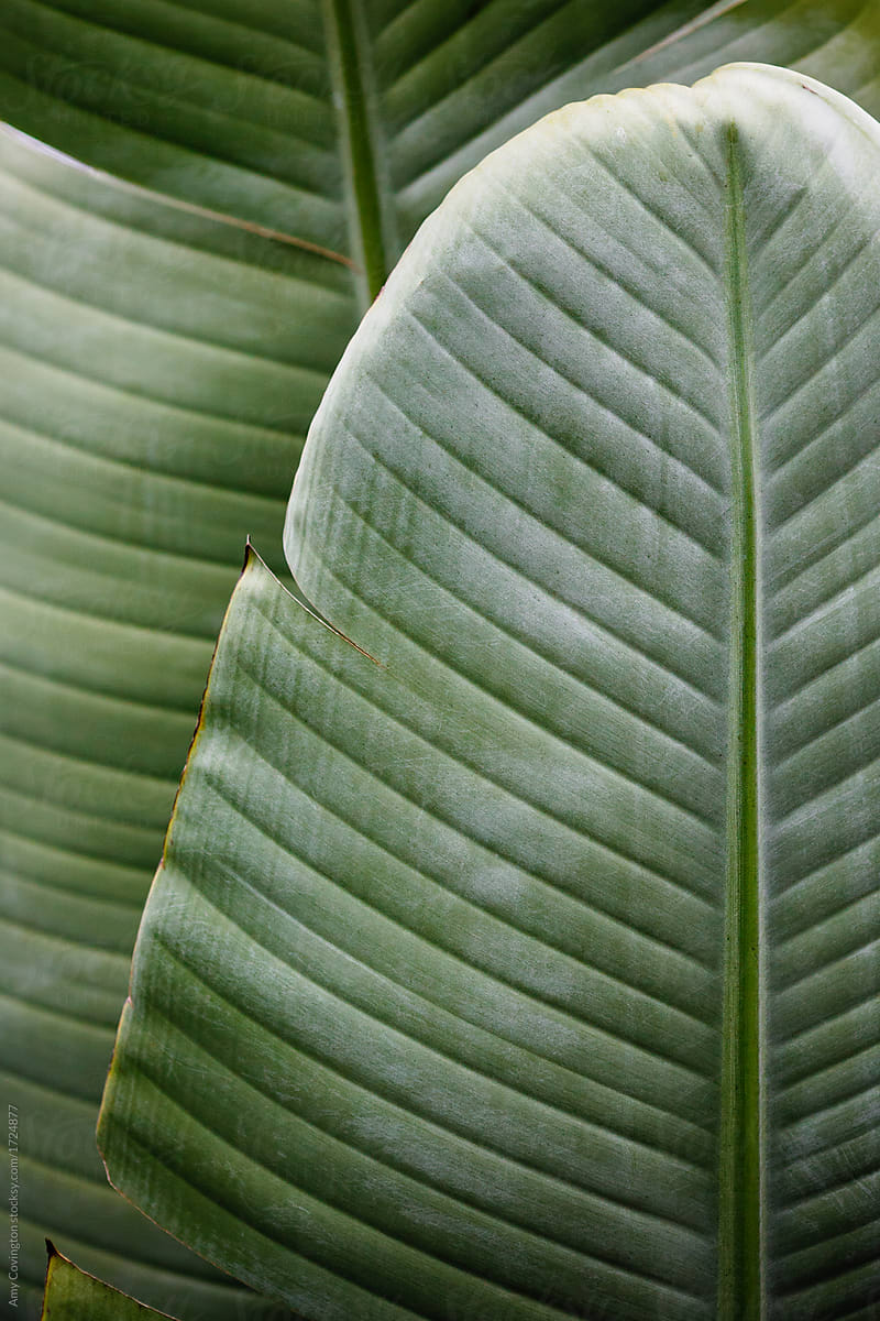 Tropical leaf close up