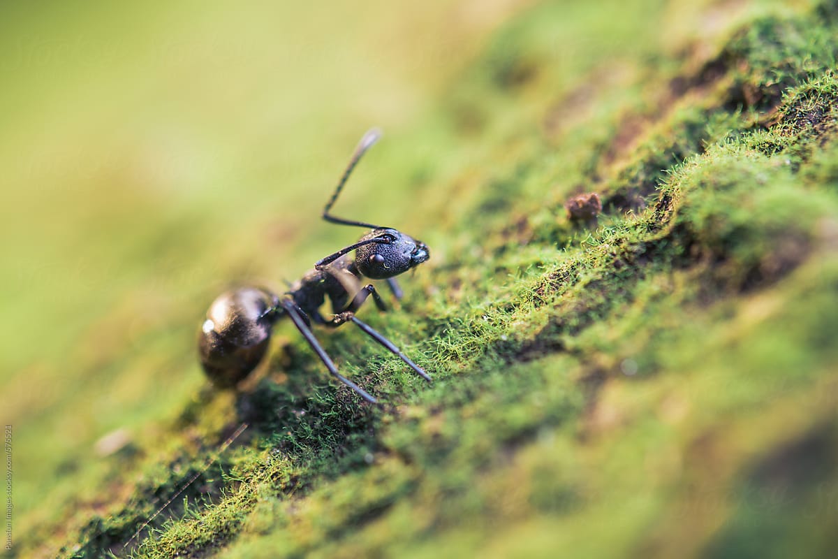 ant on green moss