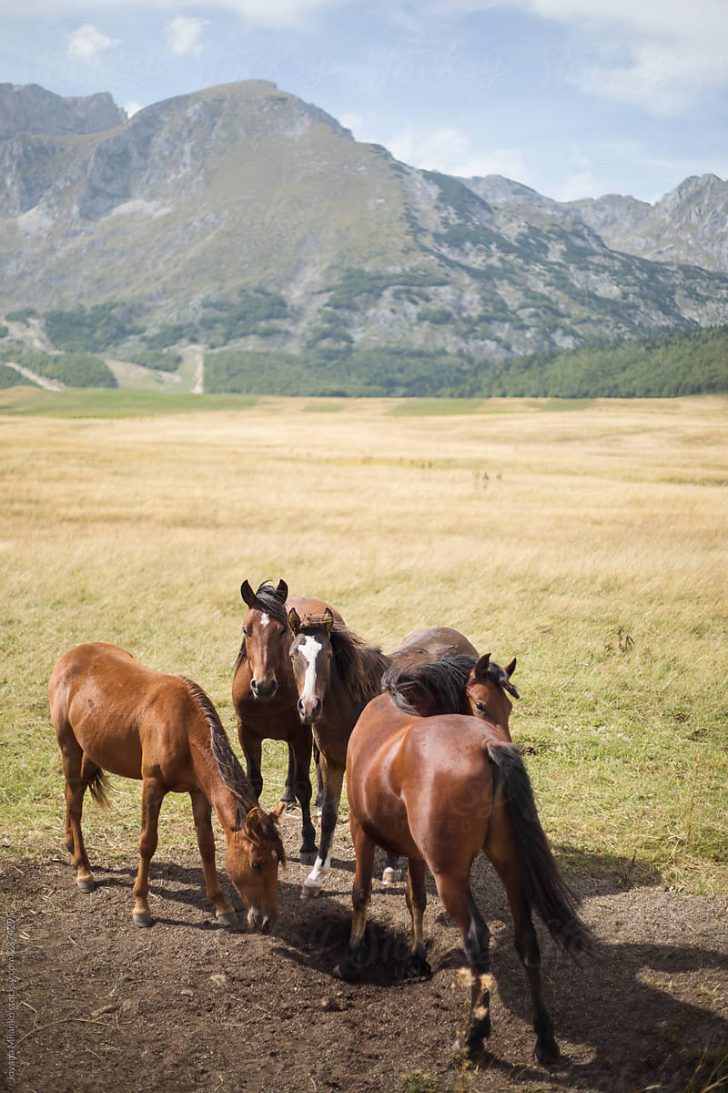 Herd of wild horses eating dirt