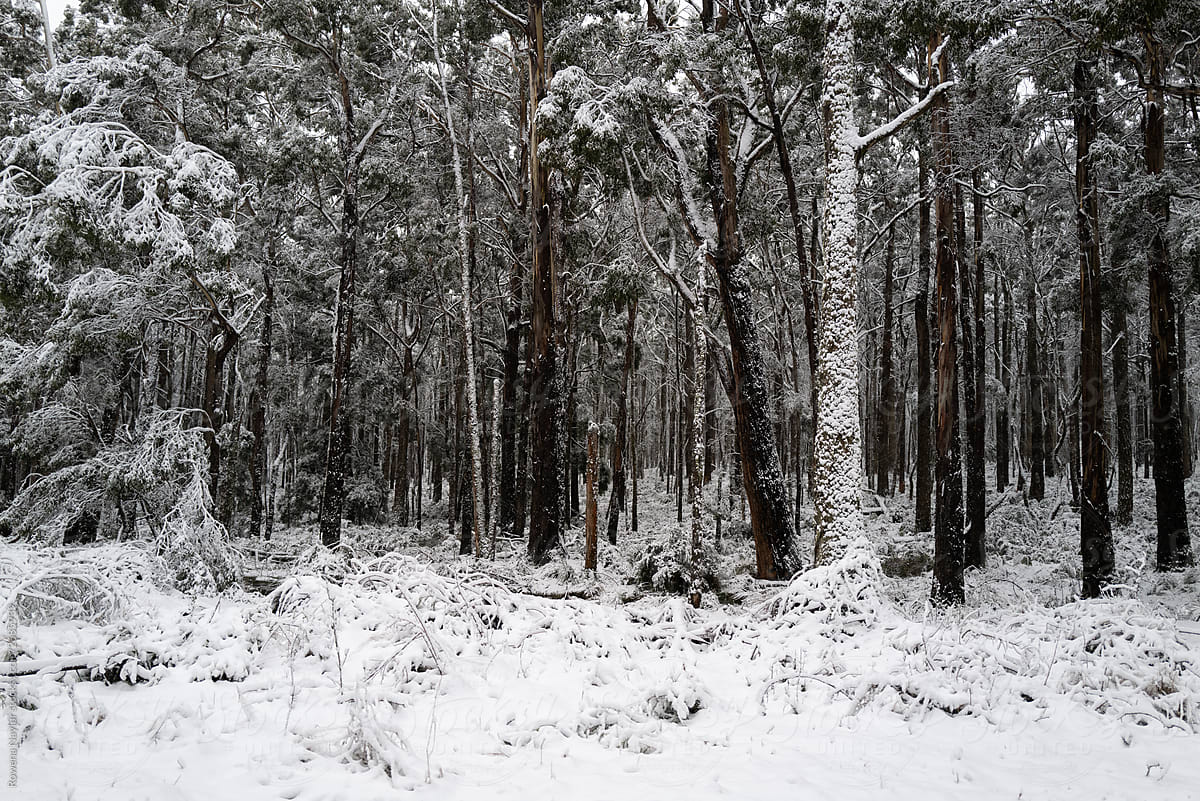 Australian Gum Trees covered in unexpected snowfall after Arctic weather conditions