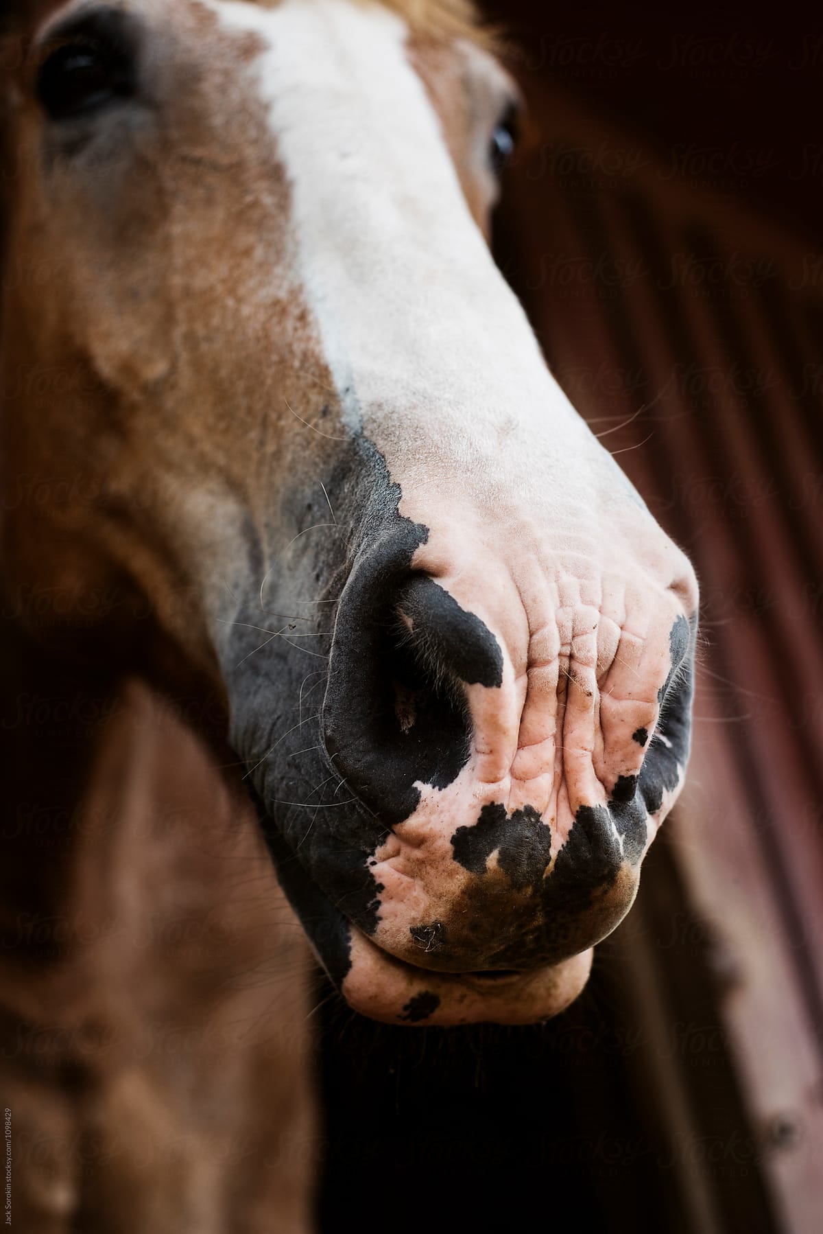 Horse's Muzzle