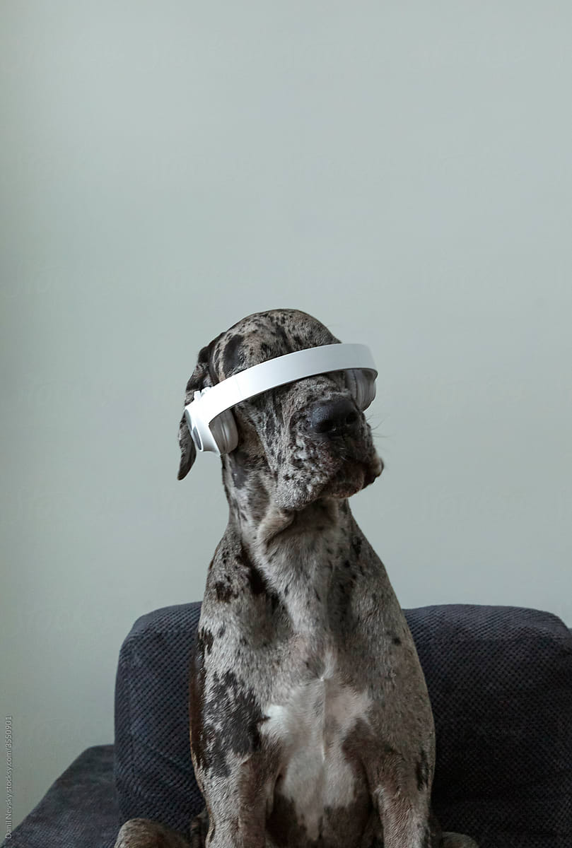 Funny dog with modern headphones
