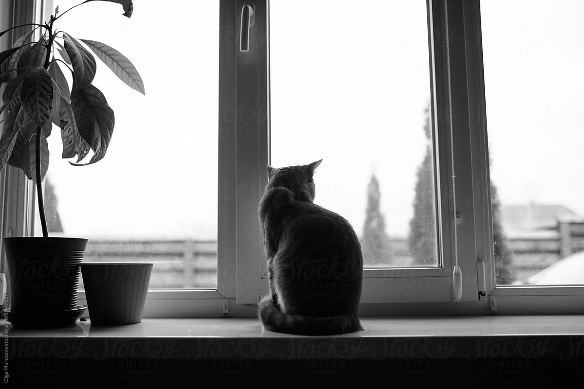 the cat sits on the windowsill and looks out the window