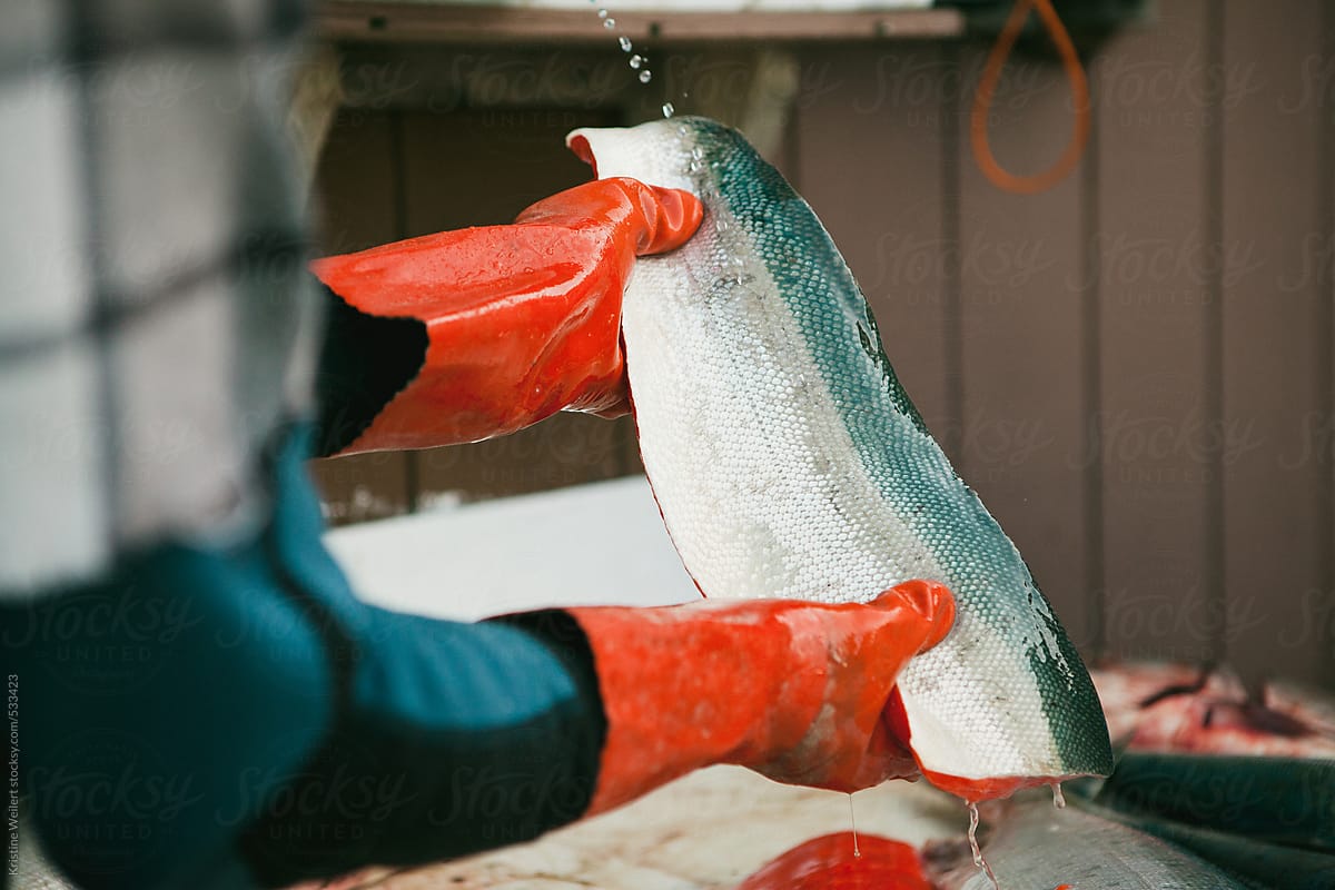 Fisherman filleting and preparing a fish