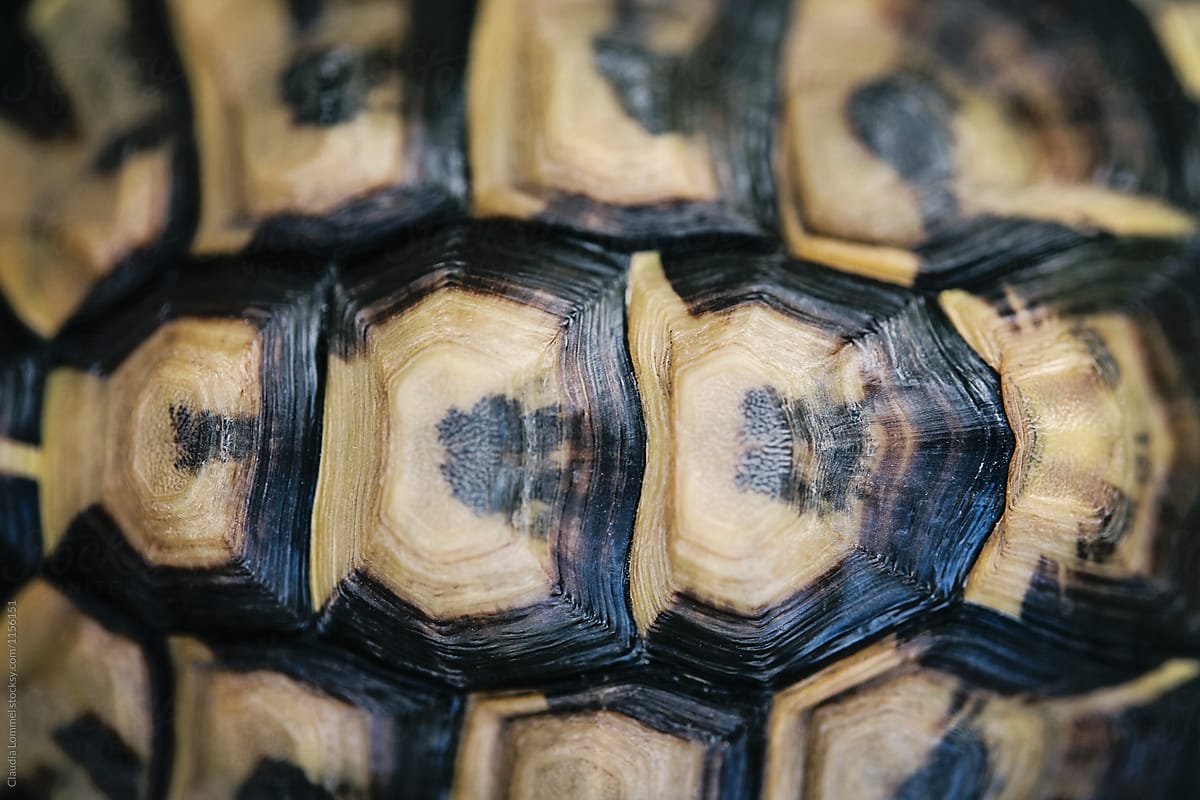 Close up of a turtles shell