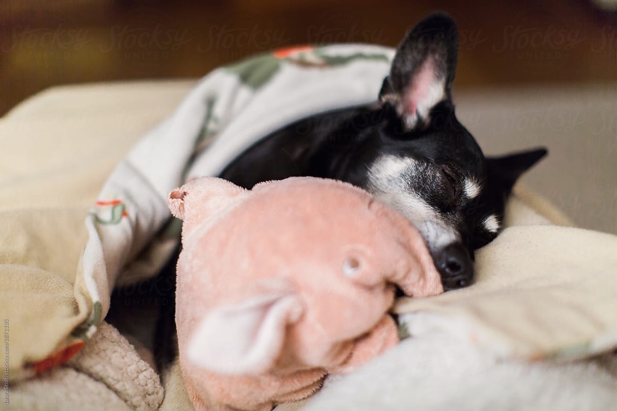 Dog sleeps with a piece of her stuffed toy on her mouth as a pacifier