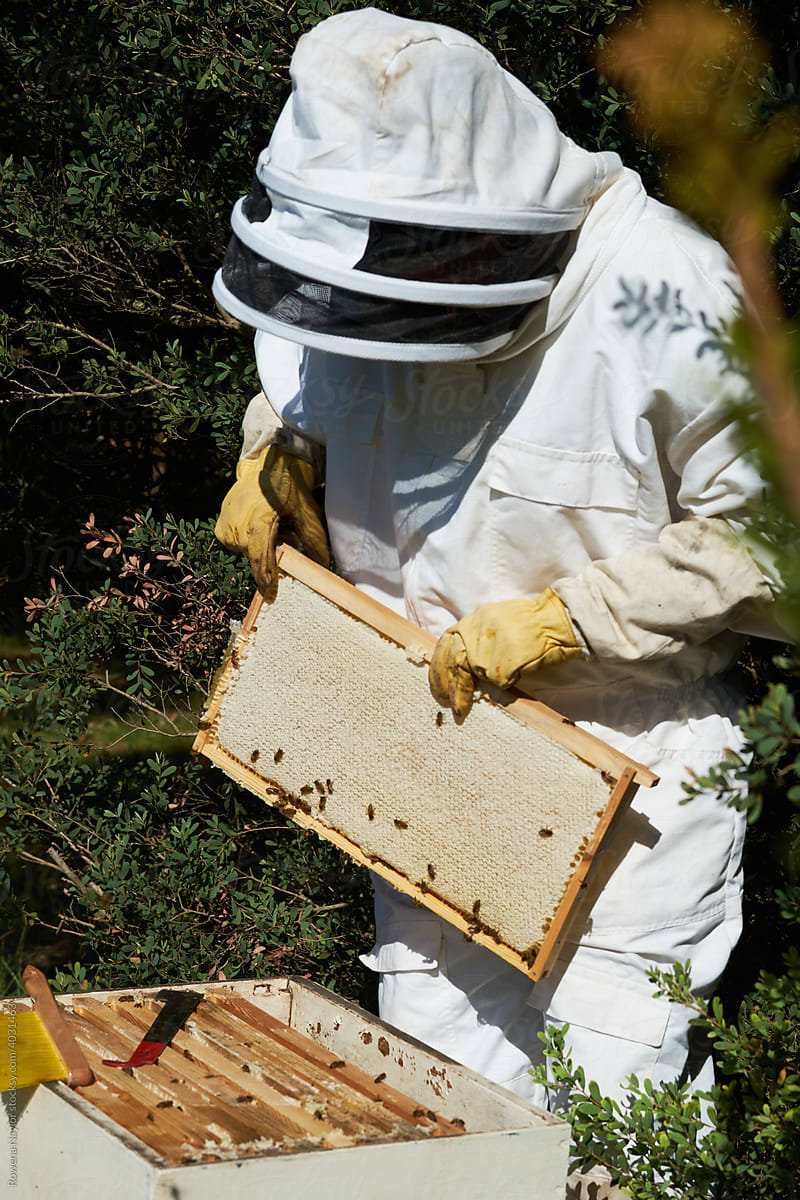 Beekeeper inspecting beehive
