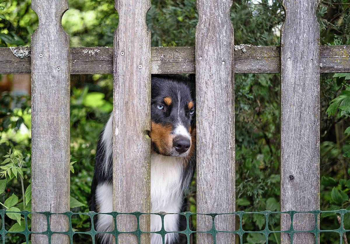 Sad Dog Through Fence