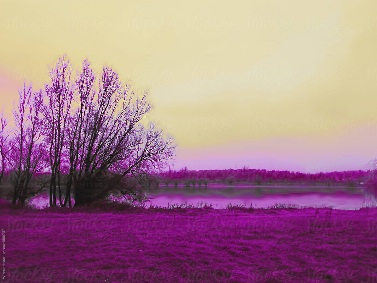 Violet scenery of one single tree on the shore near the river.
