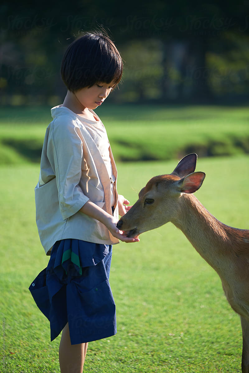 Asian little girl with sika deer, in Nara, Japan