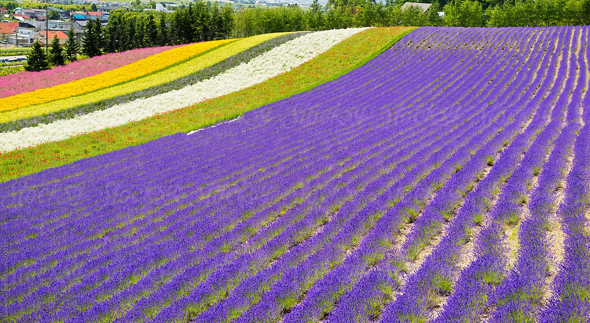Lavender field with multicolor flowers