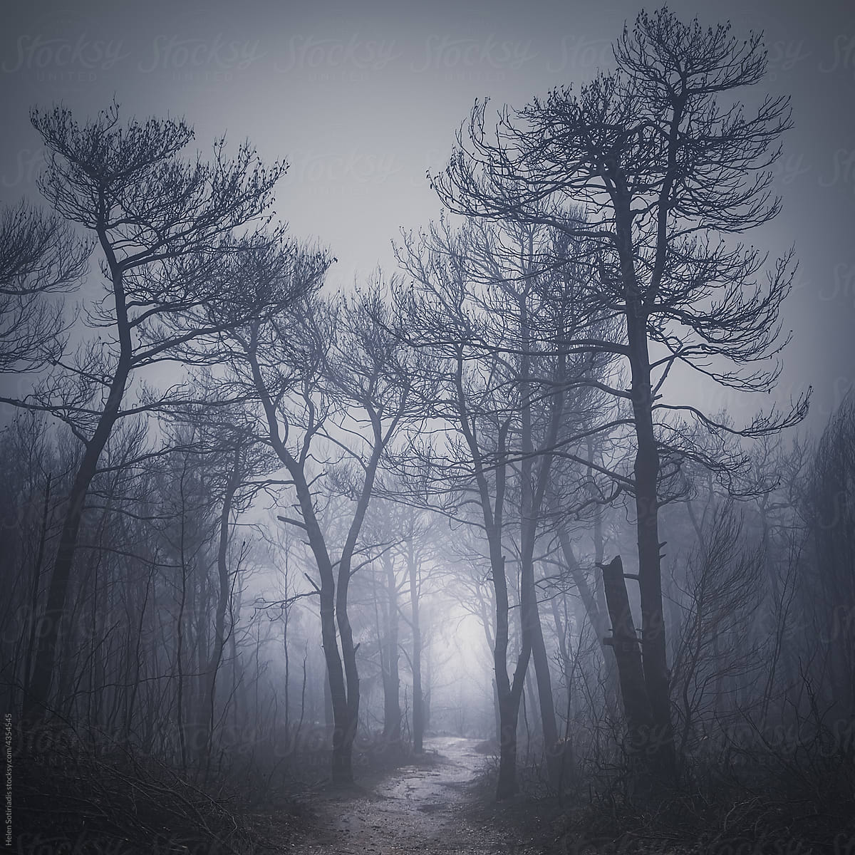 A Trail Amidst Burned Trees in the Fog