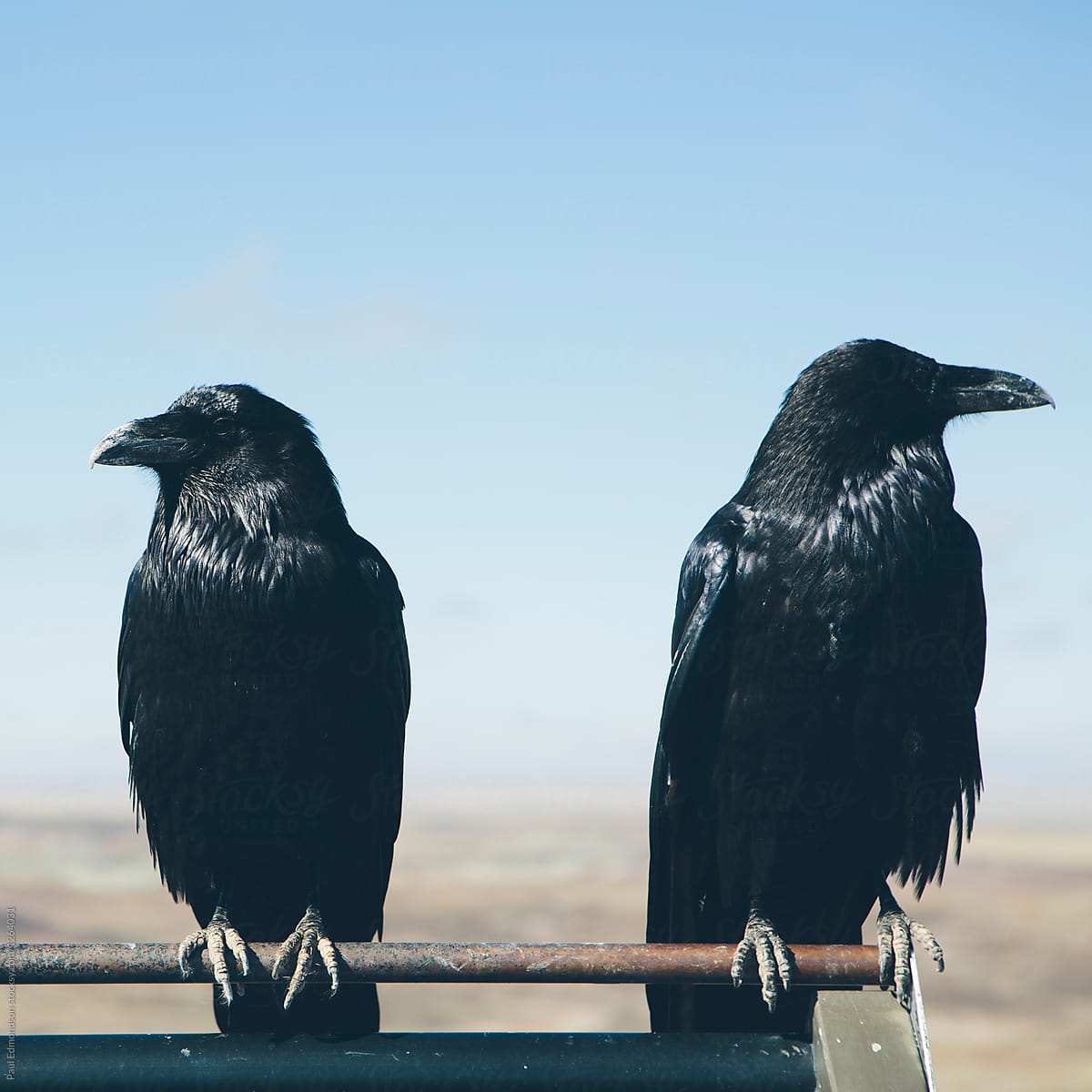 Two ravens sitting side by side on metal beam