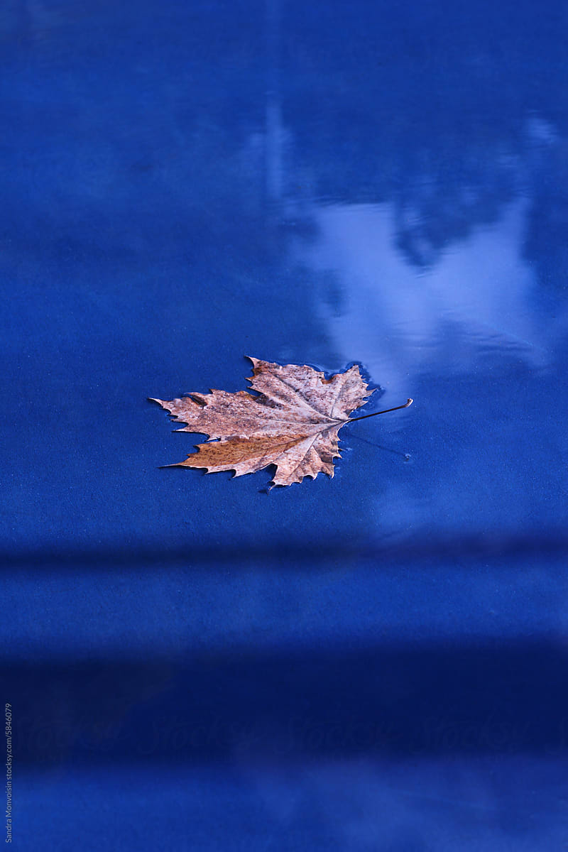 Leaf on wet ground
