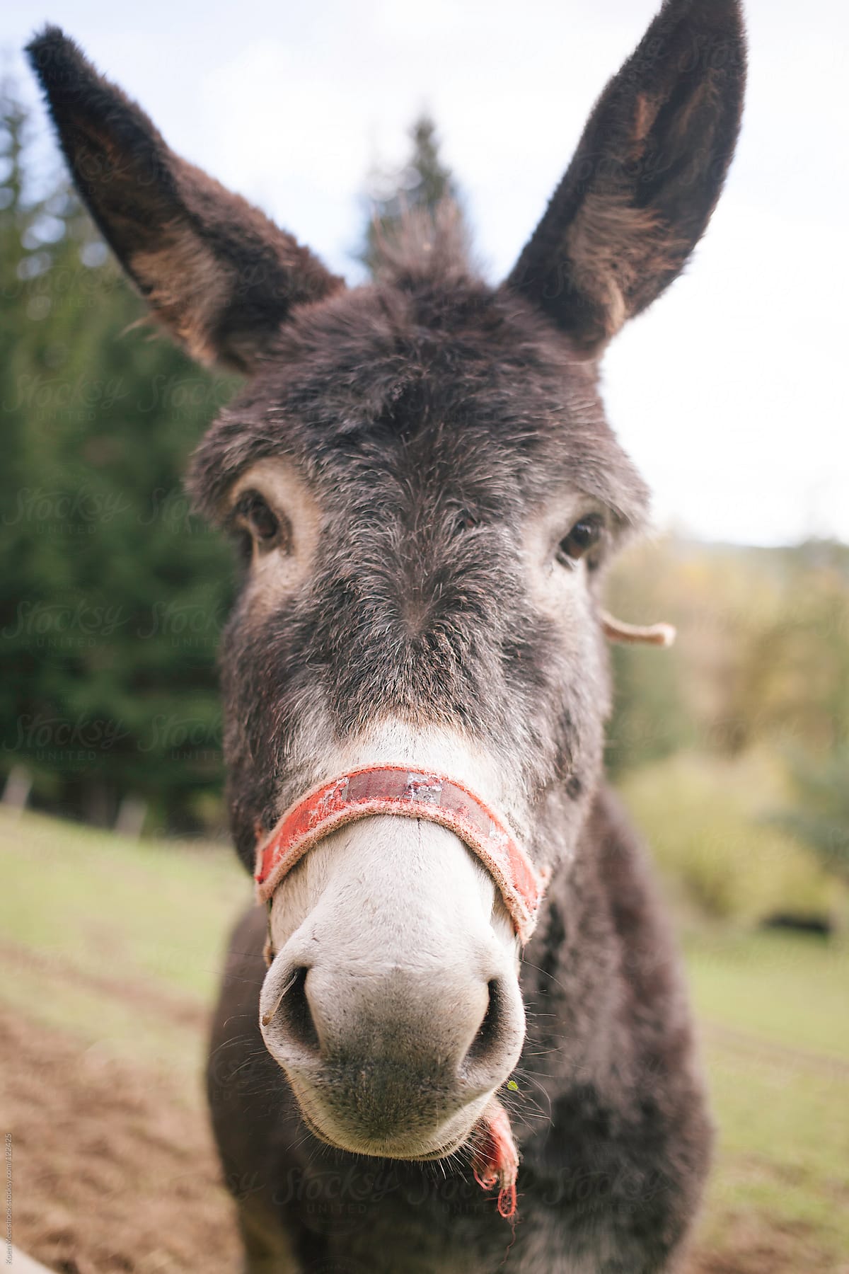 Portrait of a donkey.